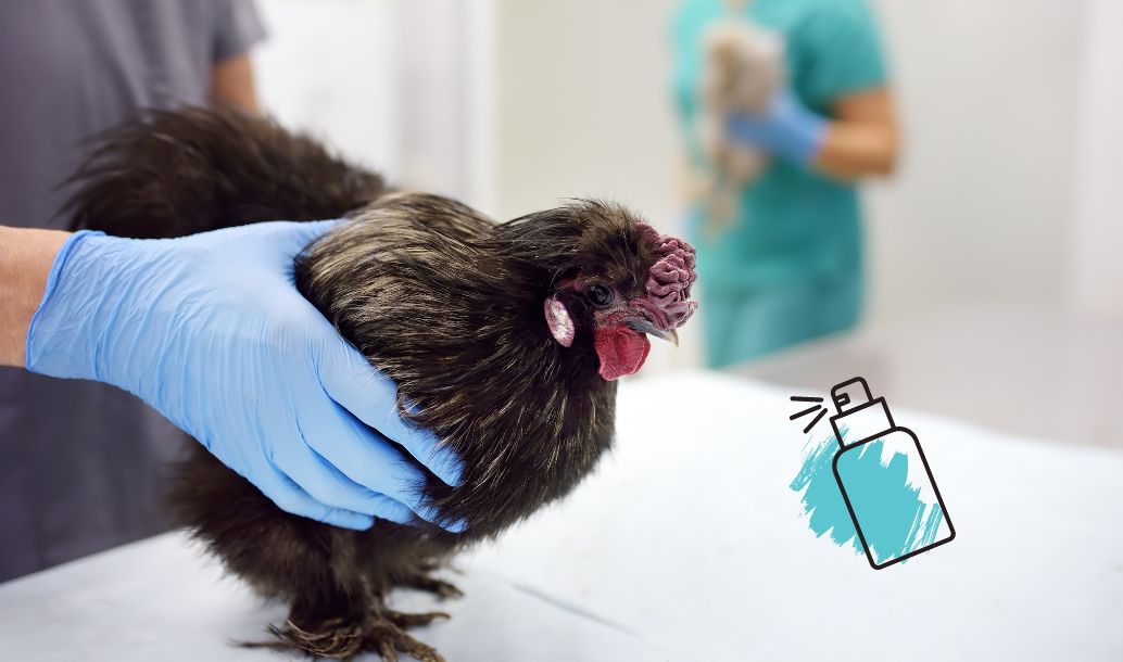 Jak zabránit šíření ptačí chřipky