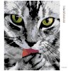 Diamantové malování - MLSNÝ KOCOUREK