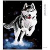 Diamantové malování - HUSKY
