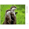 Diamantové malování - DVĚ VYDRY