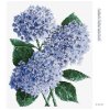 Diamantové malování - MODRÉ HORTENZIE (ALEXANDRIA GILBERT)