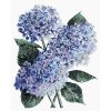 Diamantové malování - MODRÉ HORTENZIE (ALEXANDRIA GILBERT)