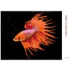 Diamantové malování - ČERVENÁ RYBA