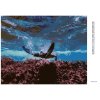 Diamantové malování - MOŘSKÁ ŽELVA POD HLADINOU
