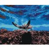 Diamantové malování - MOŘSKÁ ŽELVA POD HLADINOU