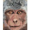 Diamantové malování - OPICE Z BLÍZKA