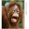 Diamantové malování - ORANGUTAN S OTEVŘENOU TLAMOU