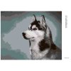 Diamantové malování - SIBIŘSKÝ HUSKY
