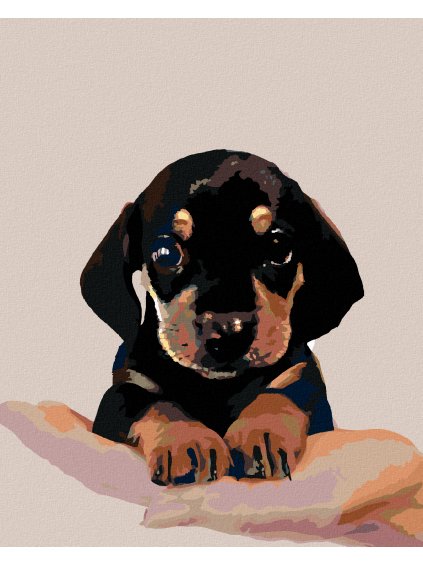 Diamantové maľovanie - ŠTENIATKO KRÁTKOSRSTÉHO JAZVEČÍKA (Rámovanie bez rámu a bez vypnutia plátna, Rozmer 40x50 cm)