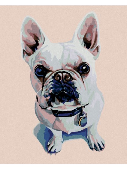 Diamantové maľovanie - BIELY BULDOČEK S MODRÝM OBOJKOM (Rámovanie bez rámu a bez vypnutia plátna, Rozmer 40x50 cm)