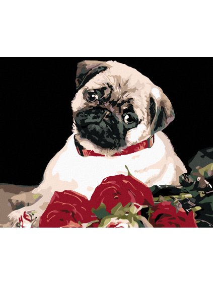 Diamantové maľovanie - MOPS (Rámovanie bez rámu a bez vypnutia plátna, Rozmer 40x50 cm)