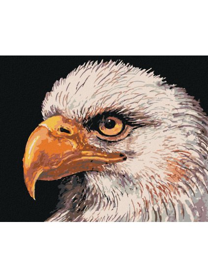 Diamantové maľovanie - OROL BIELOHLAVÝ (Rámovanie bez rámu a bez vypnutia plátna, Rozmer 40x50 cm)
