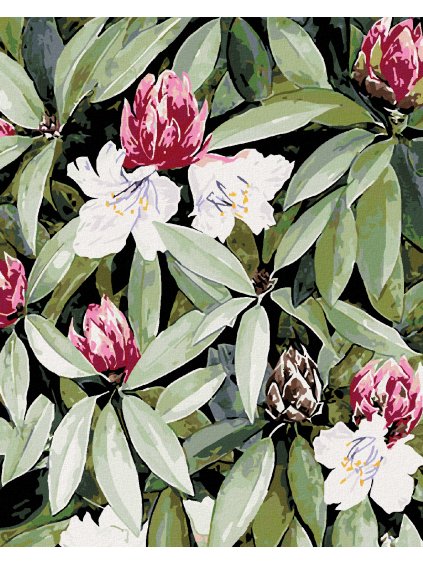 Diamantové maľovanie - RODODENDRON S BIELÝMI A RUŽOVÝMI KVETMI (ALEXANDRIA GILBERT) (Rámovanie bez rámu a bez vypnutia plátna, Rozmer 40x50 cm)