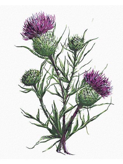 Diamantové maľovanie - BODLIAK V KVETE (ALEXANDRIA GILBERT) (Rámovanie bez rámu a bez vypnutia plátna, Rozmer 40x50 cm)