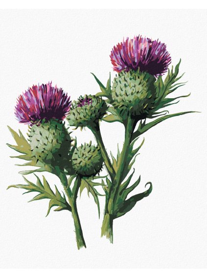 Diamantové maľovanie - BODLIAK S KVETOM (ALEXANDRIA GILBERT) (Rámovanie bez rámu a bez vypnutia plátna, Rozmer 40x50 cm)