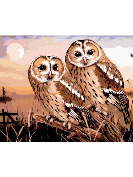 Diamantové maľovanie - SOVY - PUŠTÍK OBYČAJNÝ (HOWARD ROBINSON) (Rámovanie bez rámu a bez vypnutia plátna, Rozmer 40x50 cm)