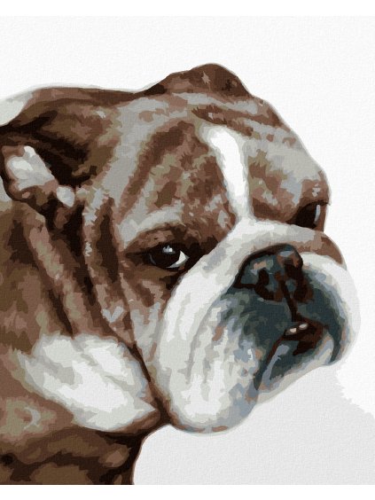 Diamantové maľovanie - BULLDOG (MYROSLAVA VOLOSCHUK) (Rámovanie bez rámu a bez vypnutia plátna, Rozmer 40x50 cm)
