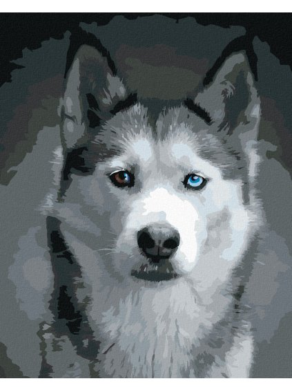Diamantové maľovanie - HLAVA HUSKYHO (Rámovanie bez rámu a bez vypnutia plátna, Rozmer 40x50 cm)