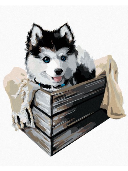 Diamantové maľovanie - HUSKY V KRABICI (Rámovanie bez rámu a bez vypnutia plátna, Rozmer 40x50 cm)