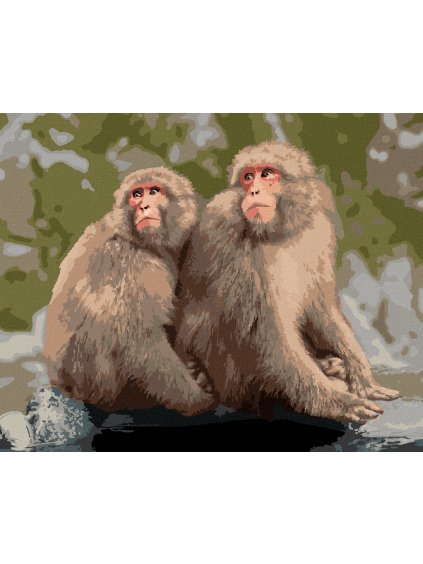 Diamantové maľovanie - DVE OPICE V ZOO V JAPONSKU (Rámovanie bez rámu a bez vypnutia plátna, Rozmer 40x50 cm)