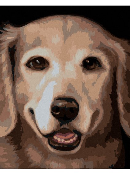 Diamantové maľovanie - ZLATÝ RETRÍVER 2 (MYROSLAVA VOLOSCHUK) (Rámovanie bez rámu a bez vypnutia plátna, Rozmer 40x50 cm)