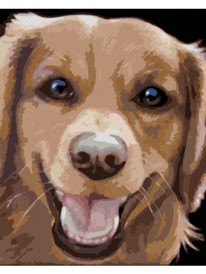 Diamantové maľovanie - ZLATÝ RETRÍVER (MYROSLAVA VOLOSCHUK) (Rámovanie bez rámu a bez vypnutia plátna, Rozmer 40x50 cm)