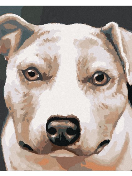 Diamantové maľovanie - PIT BULL (MYROSLAVA VOLOSCHUK) (Rámovanie bez rámu a bez vypnutia plátna, Rozmer 40x50 cm)