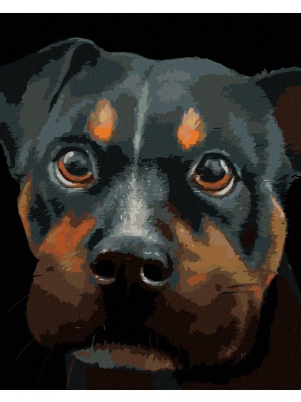 Diamantové maľovanie - ROTVAJLER (MYROSLAVA VOLOSCHUK) (Rámovanie bez rámu a bez vypnutia plátna, Rozmer 40x50 cm)