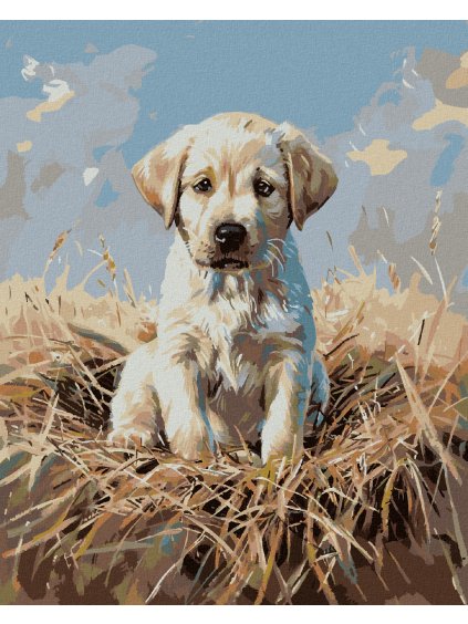 Diamantové maľovanie - ŠTEŇA LABRADORA (Rámovanie bez rámu a bez vypnutia plátna, Rozmer 40x50 cm)