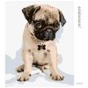 Diamantové maľovanie - ROZTOMILÝ MOPSÍK (Rámovanie bez rámu a bez vypnutia plátna, Rozmer 40x50 cm)