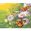 Diamantové maľovanie - MOTÝLIKOVIA NA MARGARÉTKACH (Rámovanie bez rámu a bez vypnutia plátna, Rozmer 40x50 cm)