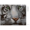 Diamantové maľovanie - HLAVA BIELEHO TIGRA (Rámovanie bez rámu a bez vypnutia plátna, Rozmer 40x50 cm)