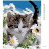 Diamantové maľovanie - MAČIATKO V MARGARÉTKACH (Rámovanie bez rámu a bez vypnutia plátna, Rozmer 40x50 cm)