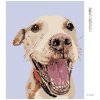 Diamantové maľovanie - ŠŤASTNÝ PSÍK (Rámovanie bez rámu a bez vypnutia plátna, Rozmer 40x50 cm)