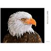 Diamantové maľovanie - OROL BIELOHLAVÝ (Rámovanie bez rámu a bez vypnutia plátna, Rozmer 40x50 cm)