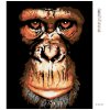 Diamantové maľovanie - ŠIMPANZ (Rámovanie bez rámu a bez vypnutia plátna, Rozmer 40x50 cm)