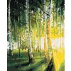 Diamantové maľovanie - BREZY V PROSVETLENOM LESE (Rámovanie bez rámu a bez vypnutia plátna, Rozmer 40x50 cm)