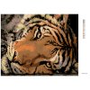 Diamantové maľovanie - JASNÝ TIGRÝ POHĽAD (Rámovanie bez rámu a bez vypnutia plátna, Rozmer 40x50 cm)