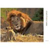 Diamantové maľovanie - LEV A LEVÍČA (Rámovanie bez rámu a bez vypnutia plátna, Rozmer 40x50 cm)