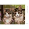 Diamantové maľovanie - MAČKY V TRÁVE (Rámovanie bez rámu a bez vypnutia plátna, Rozmer 40x50 cm)