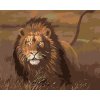 Diamantové maľovanie - LEV NA SAVANE (Rámovanie bez rámu a bez vypnutia plátna, Rozmer 40x50 cm)
