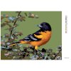 Diamantové maľovanie - KARDINÁL ČIERNOHLAVÝ (Rámovanie bez rámu a bez vypnutia plátna, Rozmer 40x50 cm)
