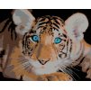 Diamantové maľovanie - TIGRÍK MODROOČKO (Rámovanie bez rámu a bez vypnutia plátna, Rozmer 40x50 cm)