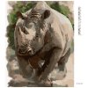 Diamantové maľovanie - NOSOROŽEC (Rámovanie bez rámu a bez vypnutia plátna, Rozmer 40x50 cm)