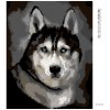 Diamantové maľovanie - HUSKY PORTRÉT (Rámovanie bez rámu a bez vypnutia plátna, Rozmer 40x50 cm)