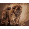 Diamantové maľovanie - ŠTENIATKO CHOW CHOW (Rámovanie bez rámu a bez vypnutia plátna, Rozmer 40x50 cm)