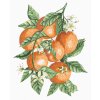 Diamantové maľovanie - POMARANČE NA VETVÁCH (ALEXANDRIA GILBERT) (Rámovanie bez rámu a bez vypnutia plátna, Rozmer 40x50 cm)