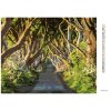 Diamantové maľovanie - CESTA OBKLOPENÁ STROMAMI (TED DAVIS) (Rámovanie bez rámu a bez vypnutia plátna, Rozmer 40x50 cm)