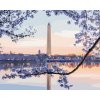 Diamantové maľovanie - ROZKVITNUTÝ STROM WASHINGTONOV MONUMENT (TED DAVIS) (Rámovanie bez rámu a bez vypnutia plátna, Rozmer 40x50 cm)