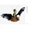Diamantové maľovanie - NETOPIER A KOBYLKA (HOLLY SIMENTAL) (Rámovanie bez rámu a bez vypnutia plátna, Rozmer 40x50 cm)